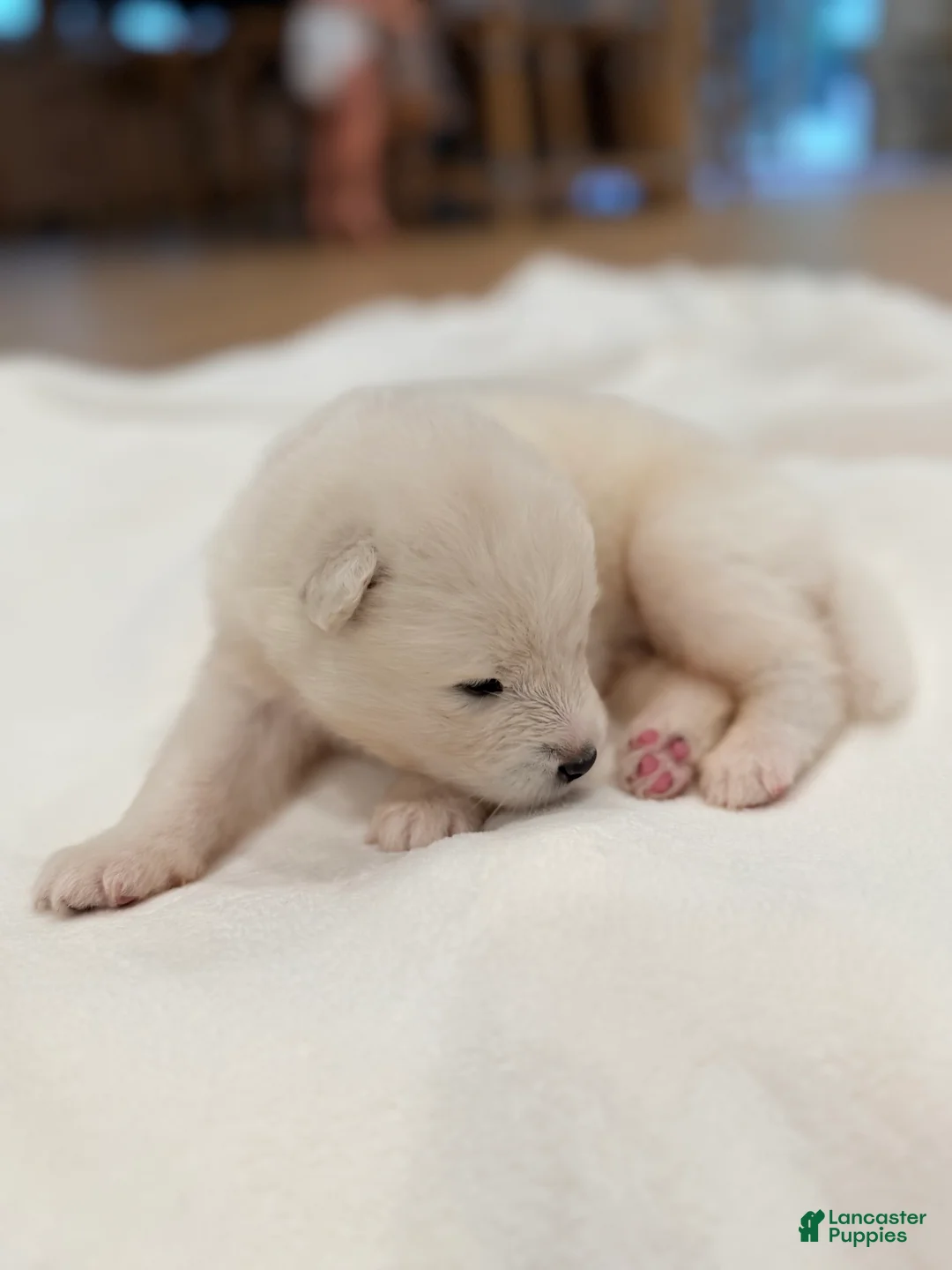 Samoyed dogs for sale: Ron - Ad 2