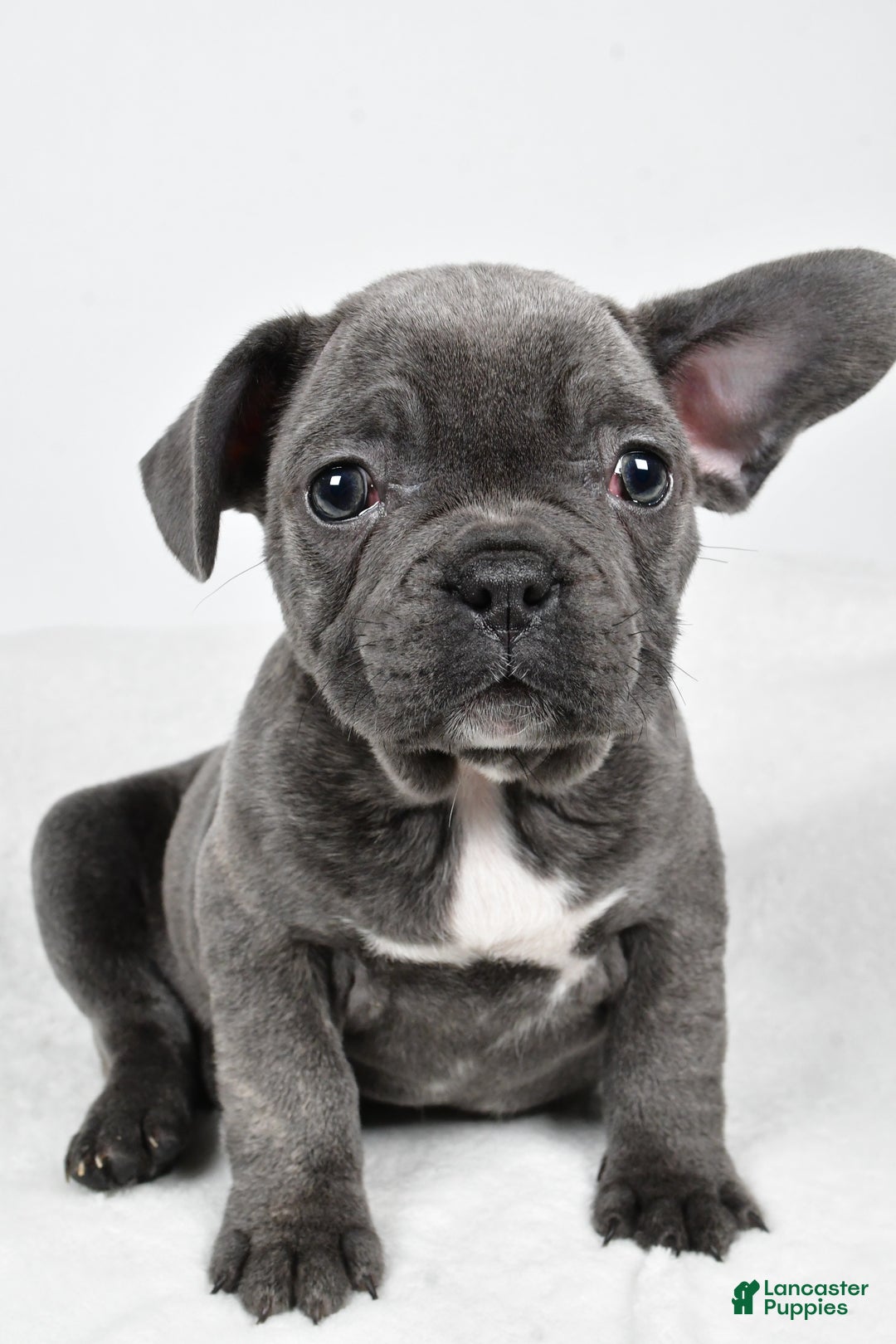 Mixed Breed dogs for sale: Randy - Ad 6