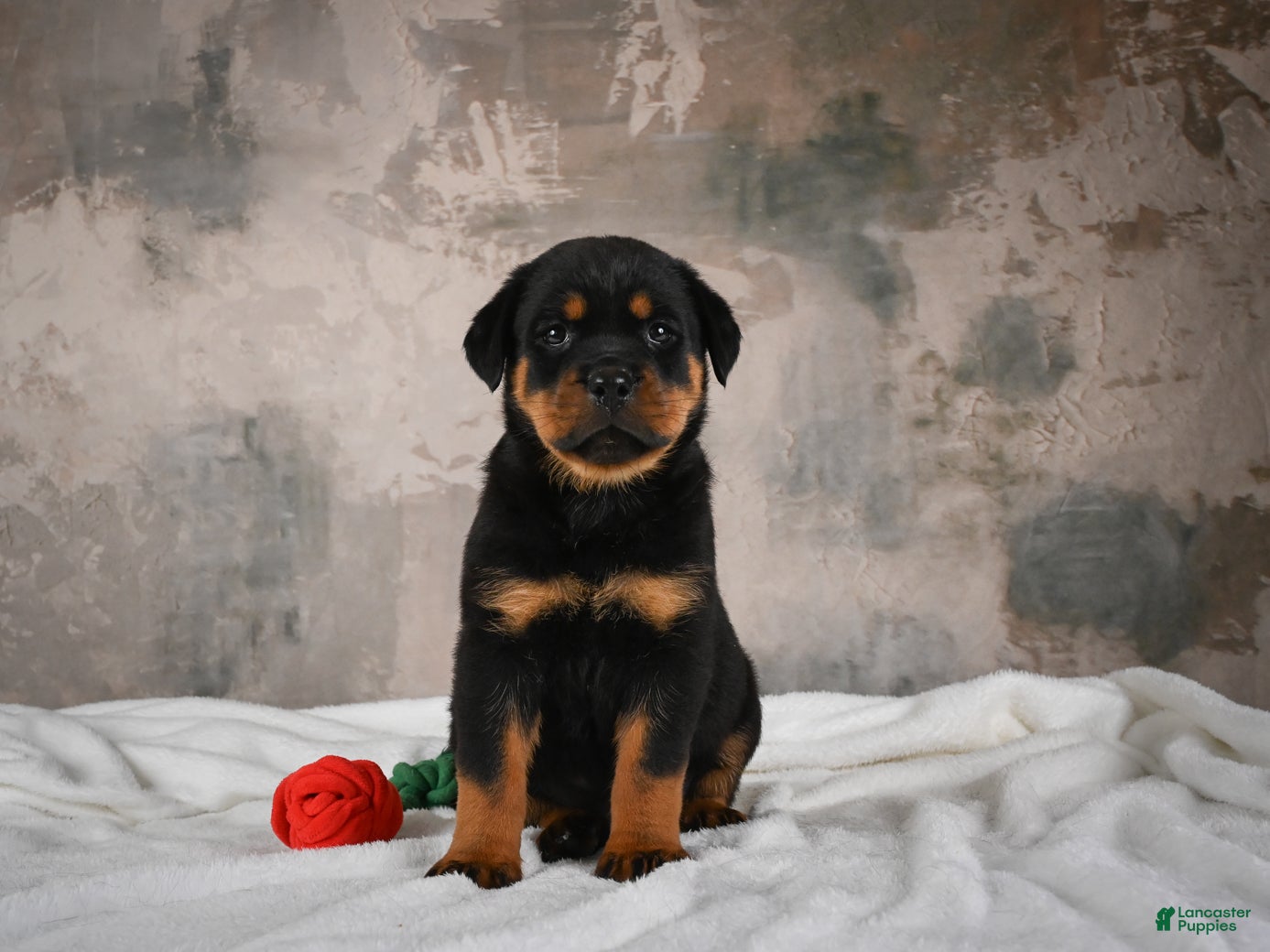Rottweiler dogs Cinnanmon 🐾  - Ad 2