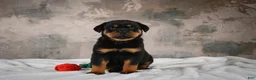 Rottweiler dogs for sale: Cinnanmon 🐾  - Ad 6