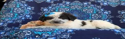 Mixed Breed dogs for sale: Moya - Ad 3