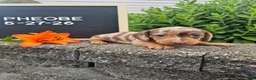 Miniature Dachshund dogs for sale: Phoebe - Ad 3