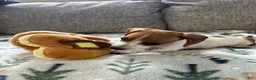 Miniature Dachshund dogs for sale: Coconut 🥥 - Ad 10