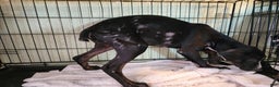 Catahoula Leopard Dog dogs for sale: Juliet 2025 Male 4 - Ad 18