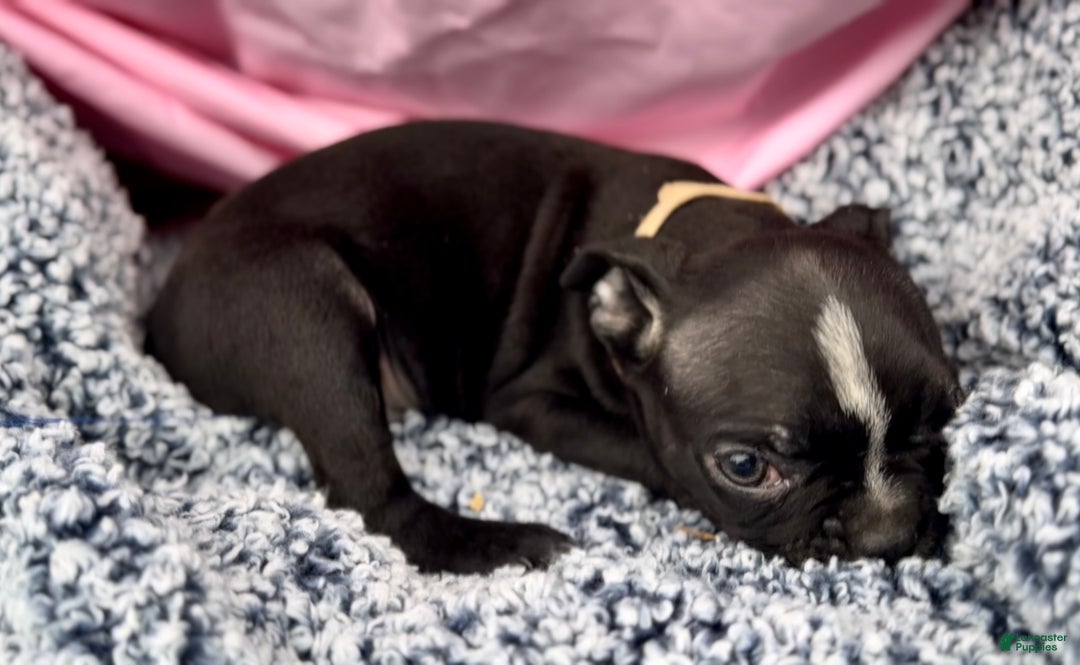 Boston Terrier dogs for sale: Minka - Ad 3