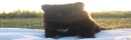 Pomeranian dogs for sale: Prince - Ad 3