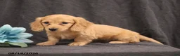 Miniature Dachshund dogs for sale: Quenton - Ad 3
