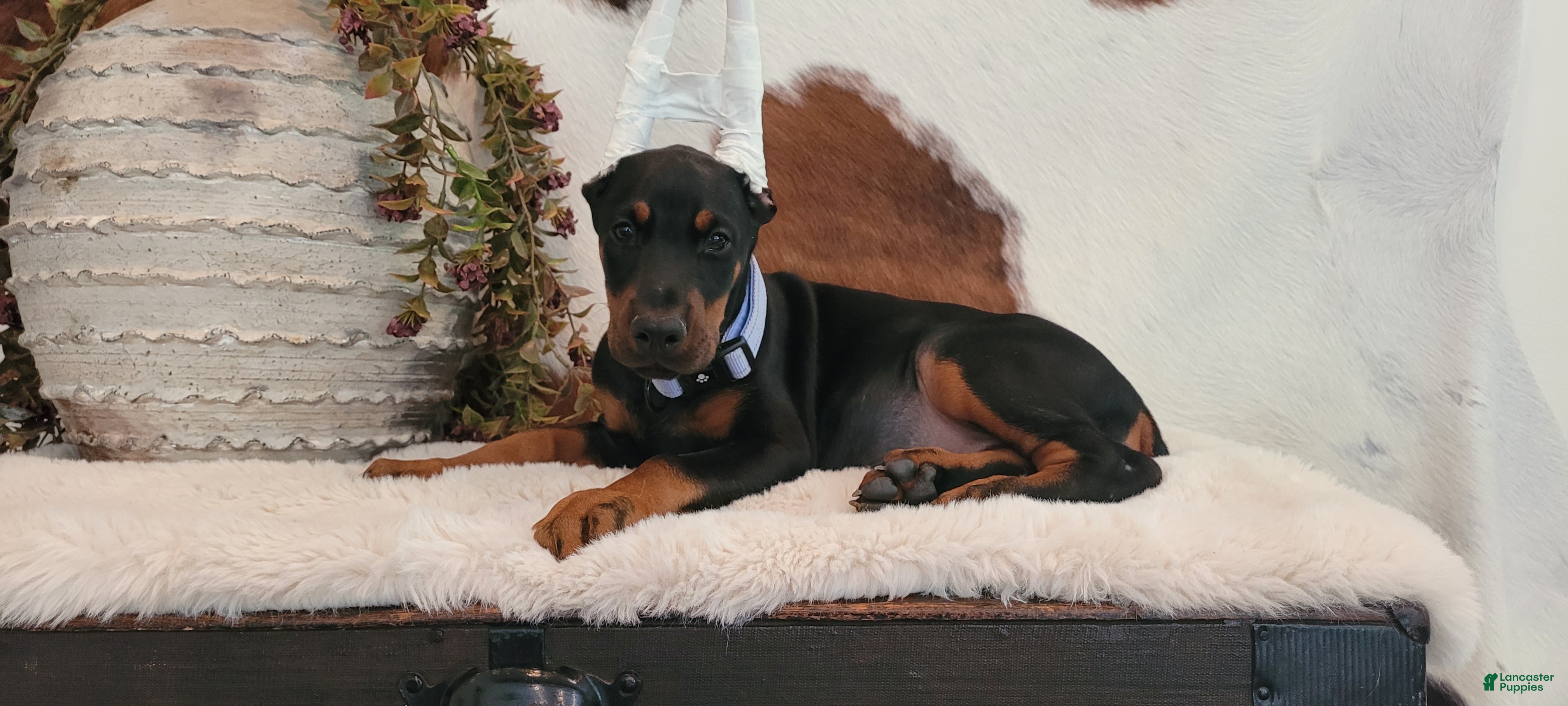 Doberman Pinscher dogs Nova - Ad 33