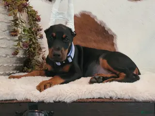 Doberman Pinscher dogs Nova - Ad 33