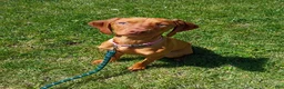 Vizsla dogs for sale: Vizsla 1 - Ad 2