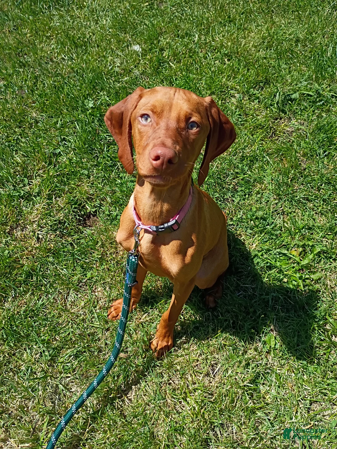 Vizsla dogs for sale: Vizsla 1 - Ad 2