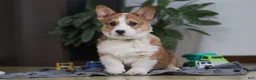 Welsh Corgi Pembroke dogs for sale: Jack - Ad 4