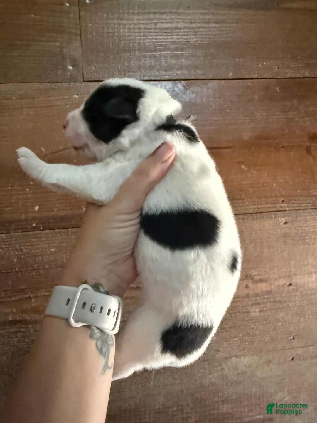Gerberian Shepsky dogs for sale: Walker - Ad 2
