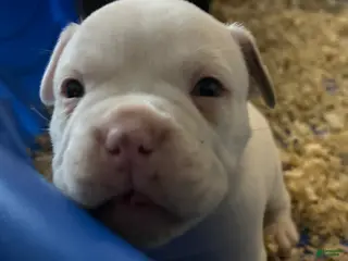 American Bully dogs American Bully Puppy 4 - Ad 28