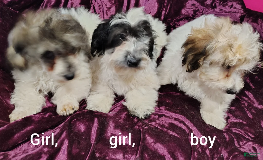 Yorkiepoo dogs for sale: Yorkiepoo Puppy 2 - Ad 4