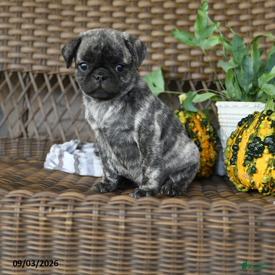 Pug dogs Crumpet - Ad 2