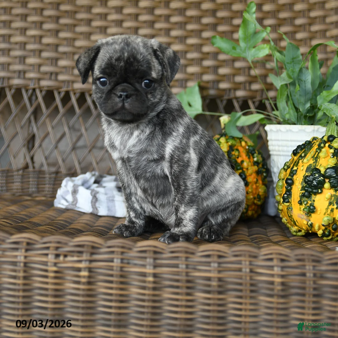 Pug dogs for sale: Crumpet - Ad 2