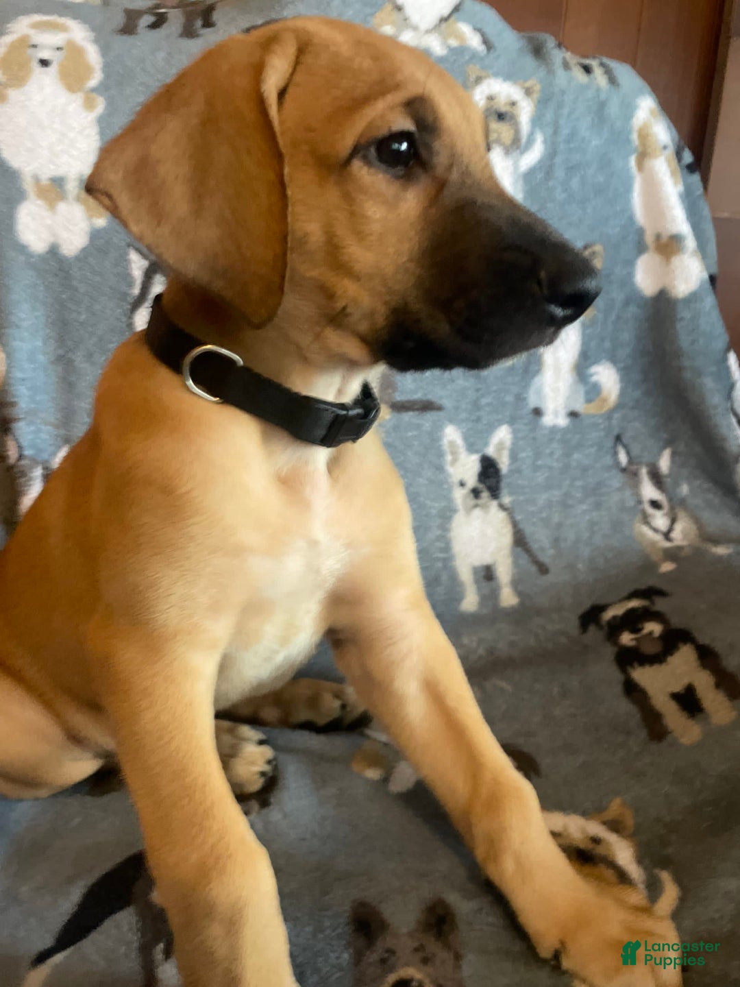 Gallery Image {{count}}