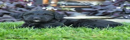 Mixed Breed dogs for sale: Crystal - Ad 4
