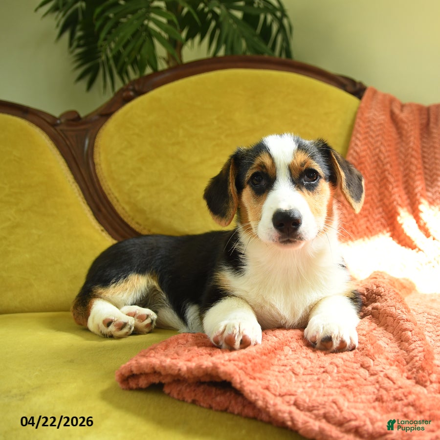 Welsh Corgi Pembroke dogs Toola - Ad 2