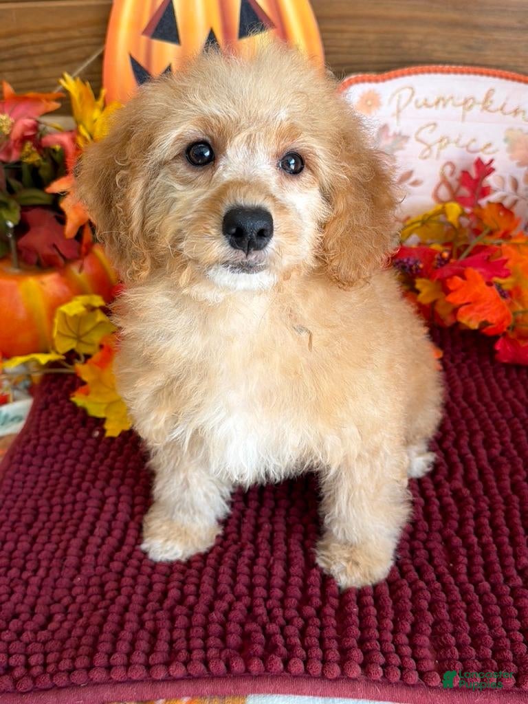 Cavapoo dogs for sale: Honey - Ad 10