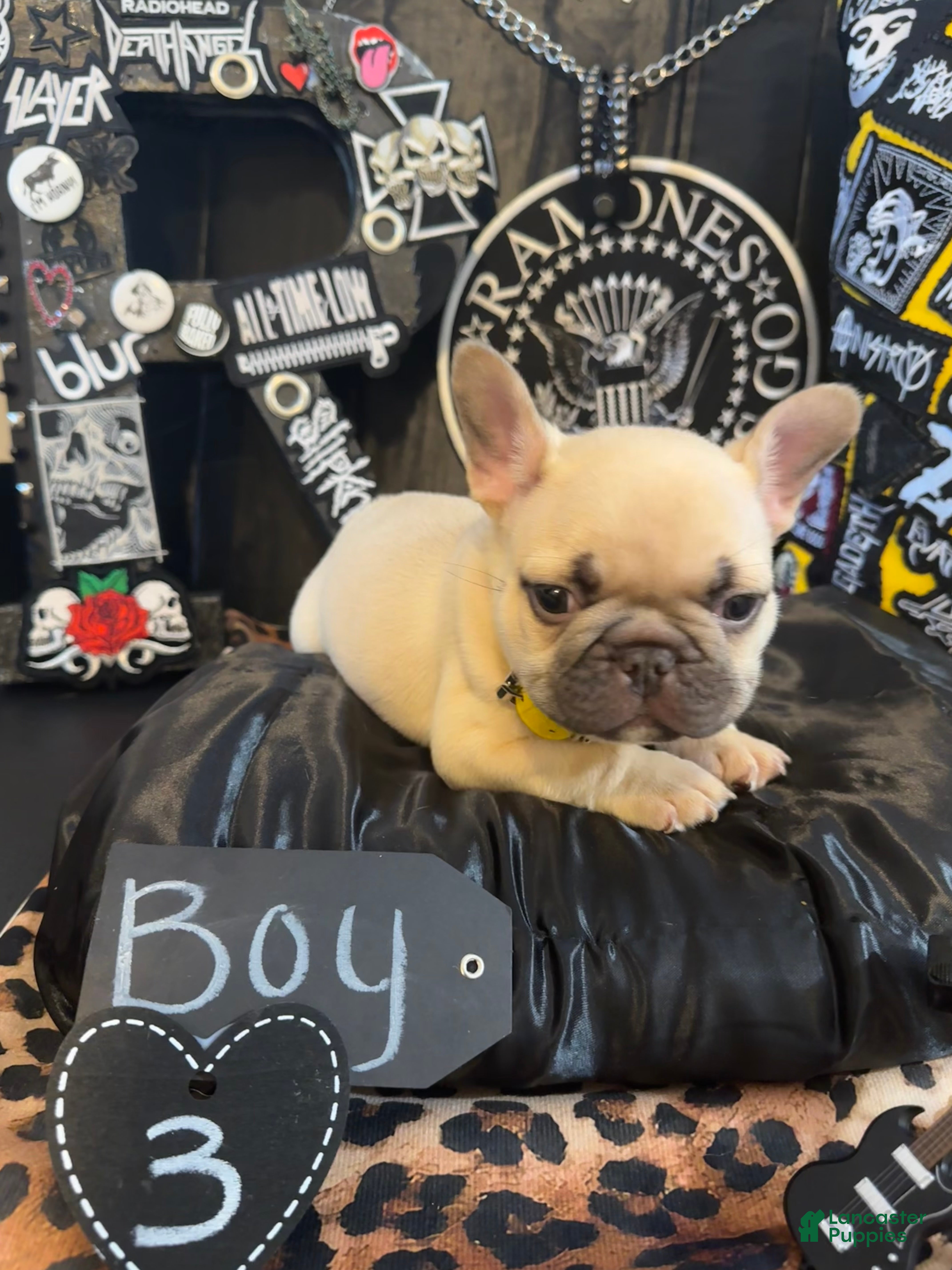 French Bulldog dogs French Bulldog 8 Teddy  - Ad 2