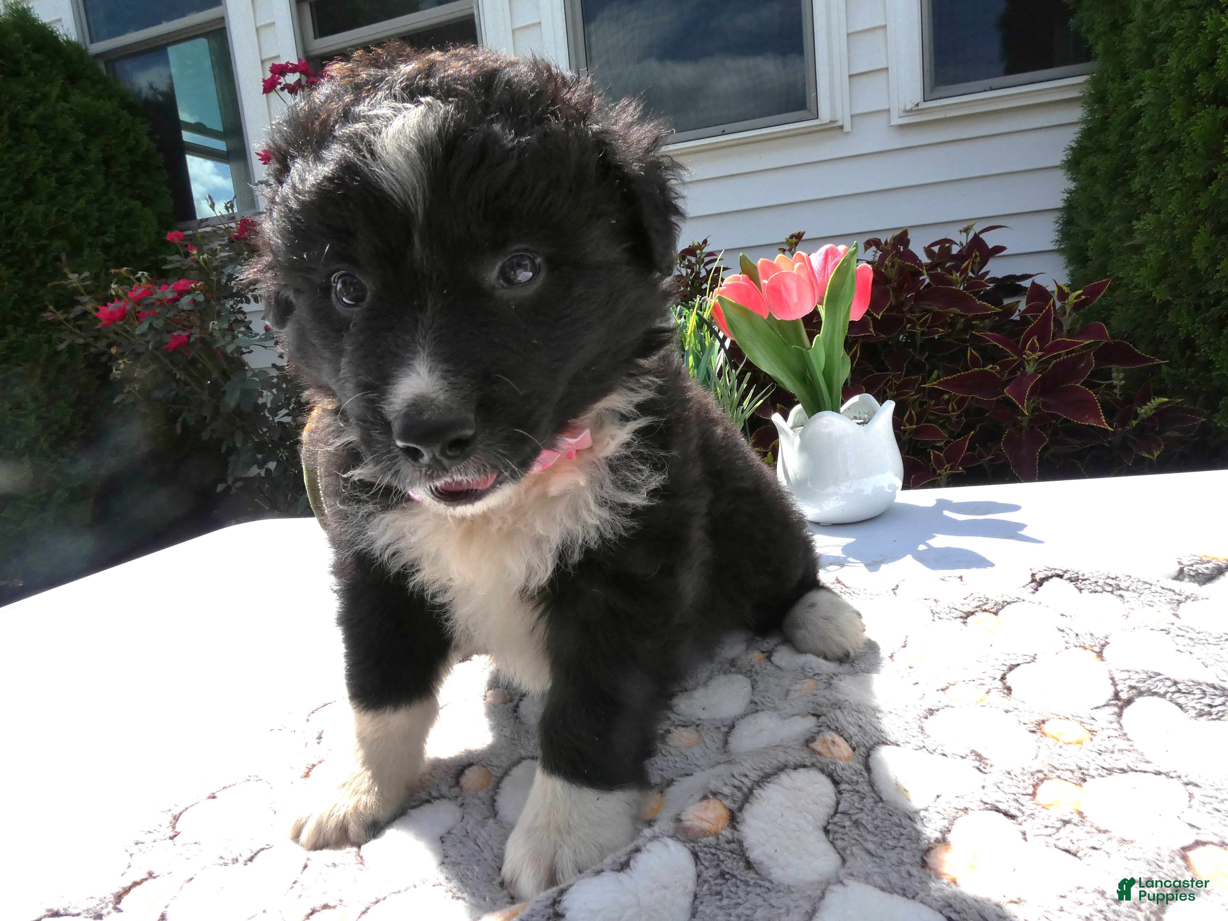 Mixed Breed dogs Mixed Breed 8 Trina - Ad 14