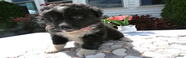 Mixed Breed 8 Trina