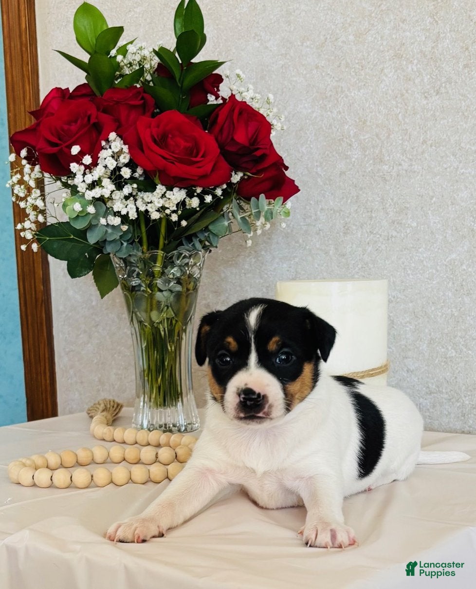 Rat Terrier dogs Sparkle - Ad 8