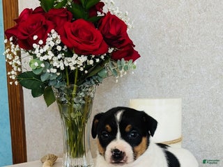 Rat Terrier dogs Sparkle - Ad 9