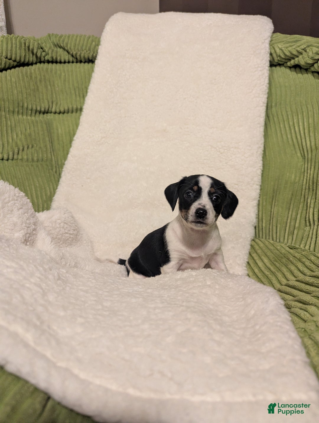 Mixed Breed dogs for sale: Pixie - Ad 5