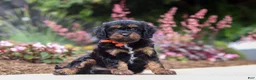 Cavapoo dogs for sale: Chase - Ad 3