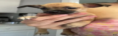 Chihuahua 3