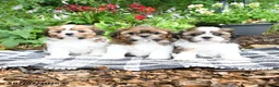 Shih Tzu dogs for sale: Betty  - Ad 5