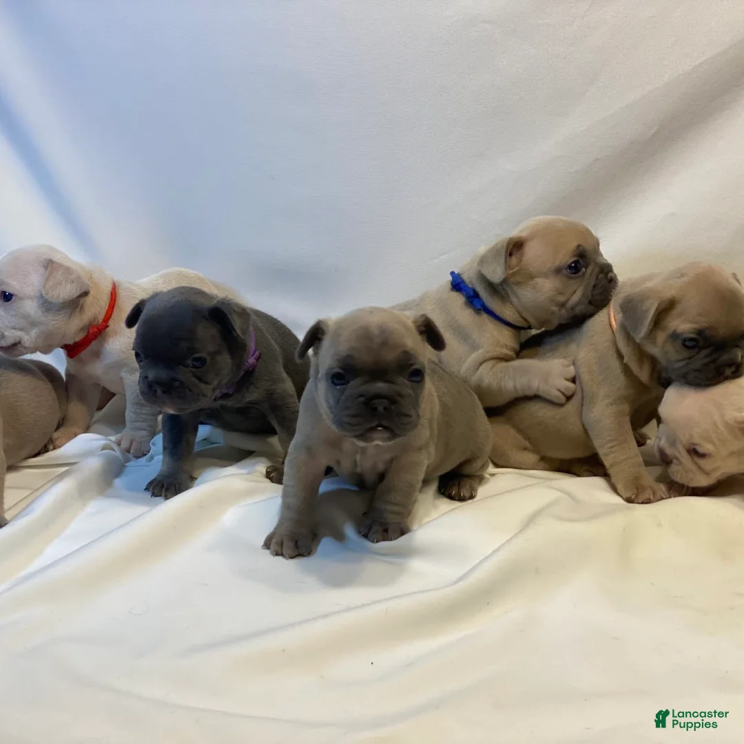 Gallery Image {{count}}