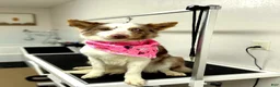 Border Collie dogs for sale: Daisy - Ad 3