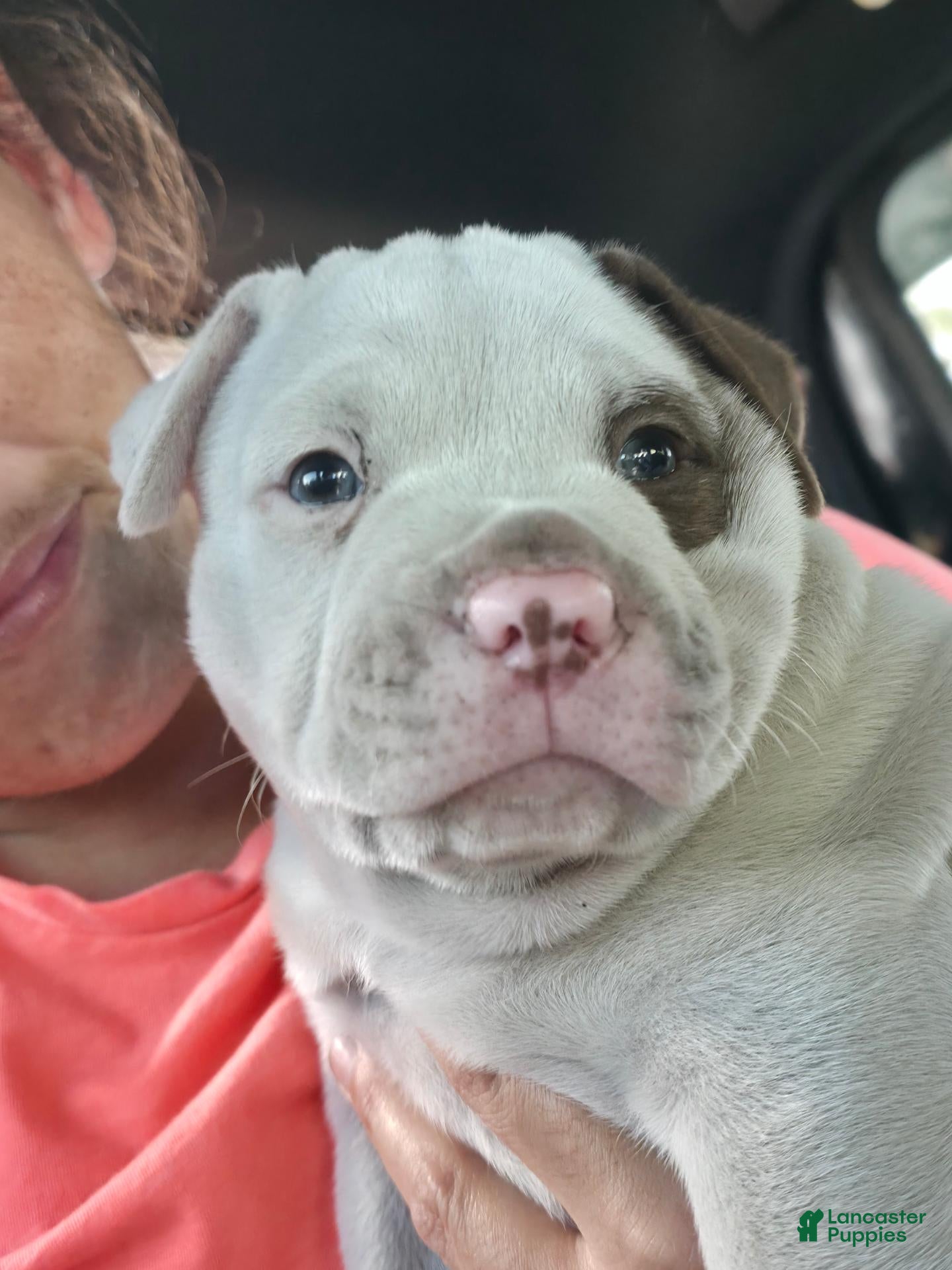 American Bulldog dogs American Bulldog 6 - Ad 24