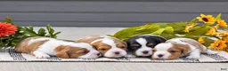 Cavalier King Charles Spaniel dogs for sale: Roman - Ad 7