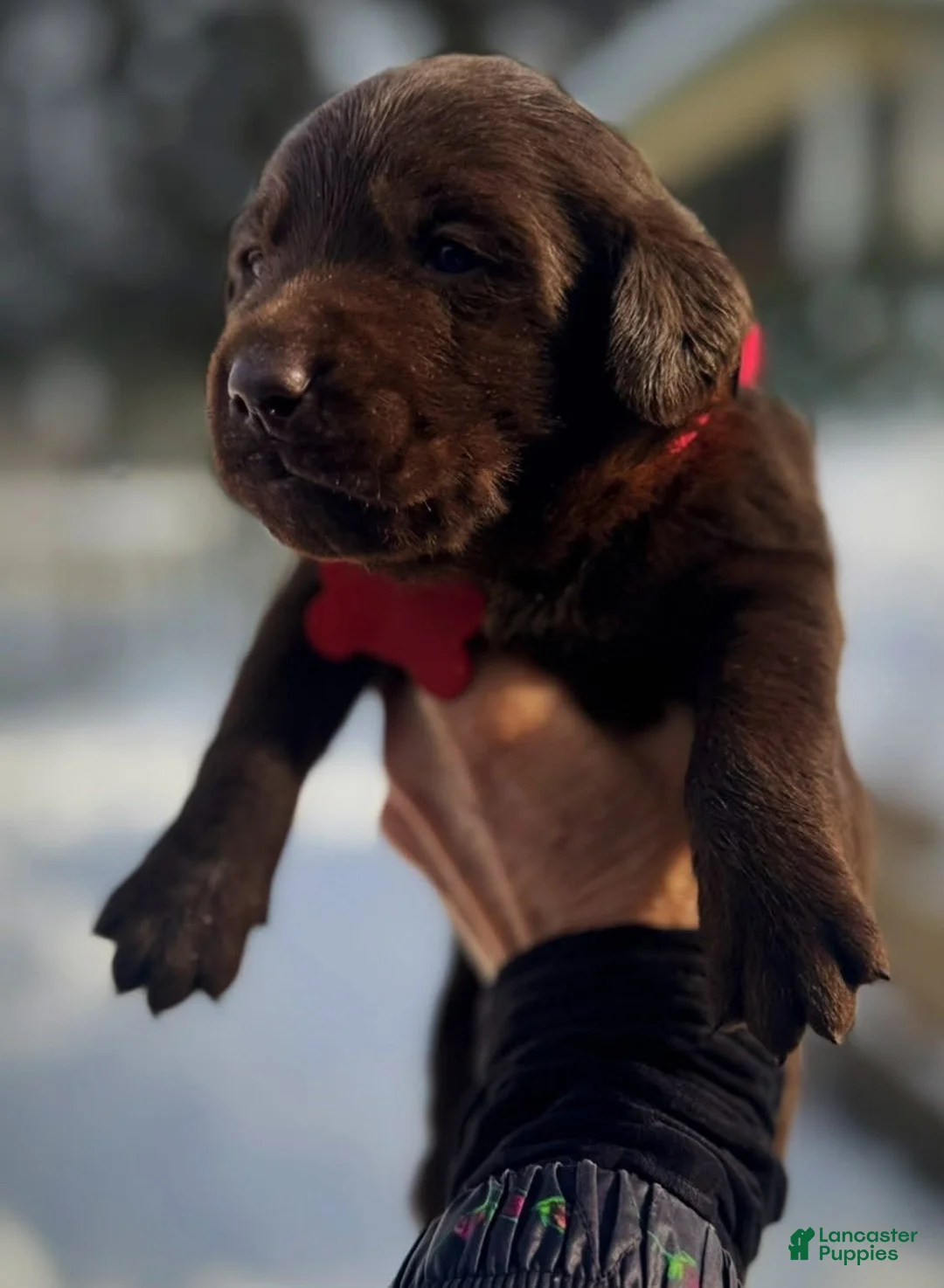 Labrador Retriever dogs for sale: Sal - Ad 3