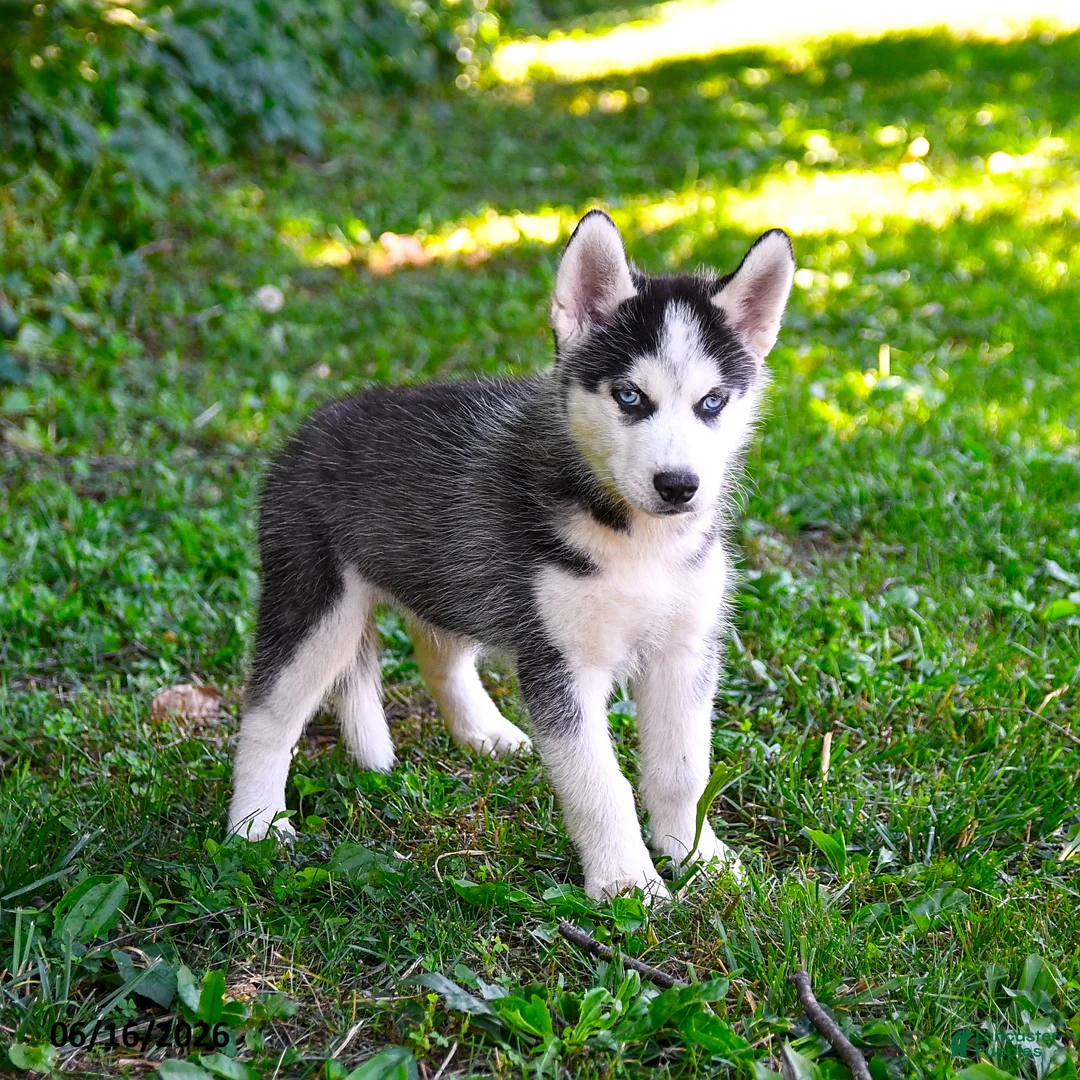 Alaskan Husky dogs for sale: Adrian - Ad 1