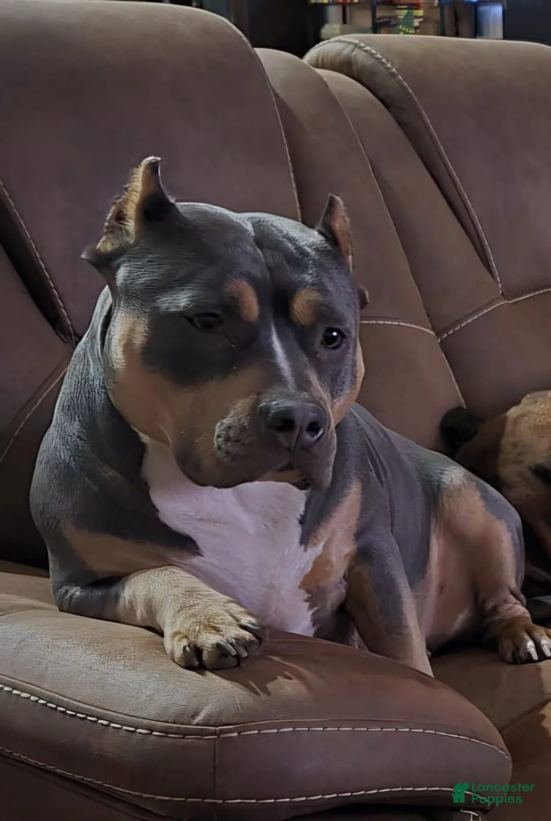 American Bully dogs for sale: Clyde - Ad 2