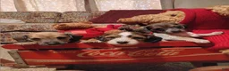 Miniature Dachshund dogs for sale: Miniature Dachshund 2 - Ad 1