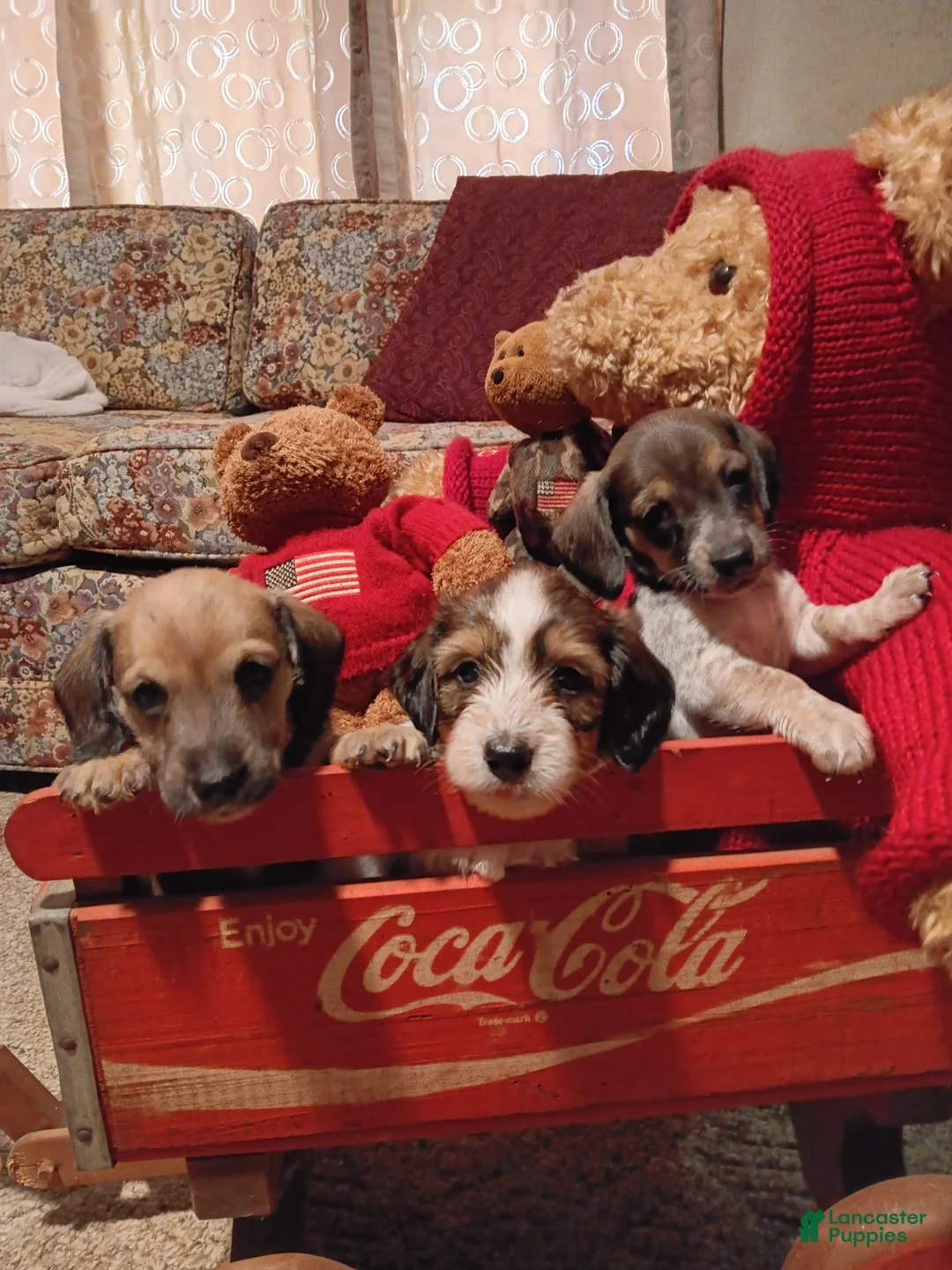 Miniature Dachshund dogs for sale: Miniature Dachshund 2 - Ad 1