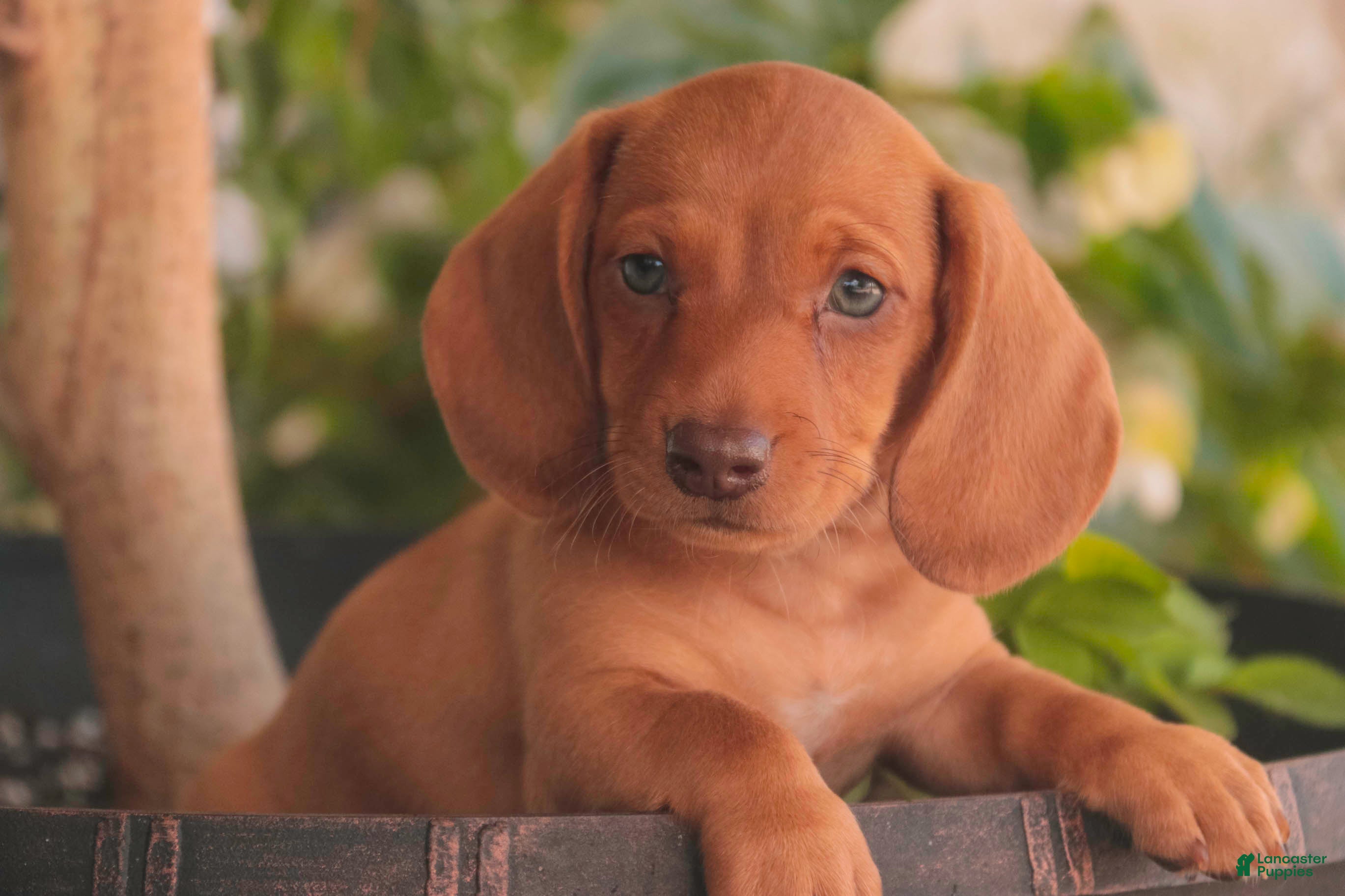 Miniature Dachshund dogs Jelly Miniature Dachshund  - Ad 1