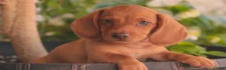 Miniature Dachshund dogs for sale: Jelly Miniature Dachshund  - Ad 1