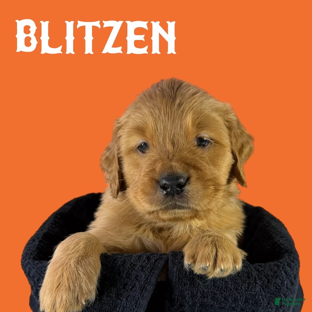 Goldendoodle dogs for sale: Snowball - Ad 3