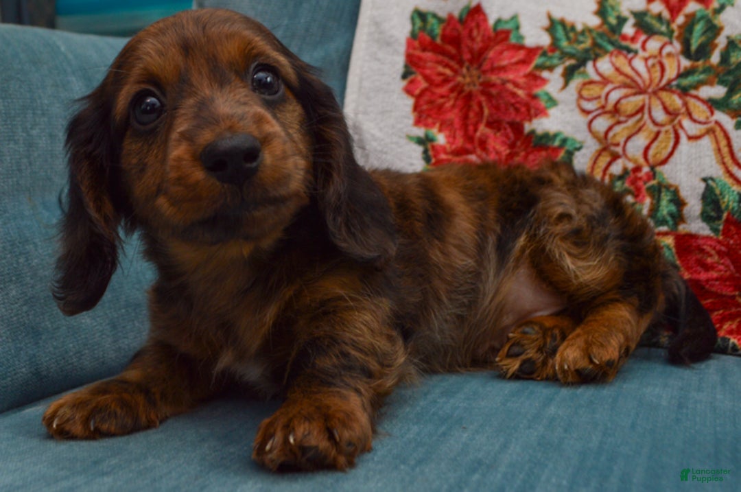 Dachshund dogs for sale: Michael  - Ad 3