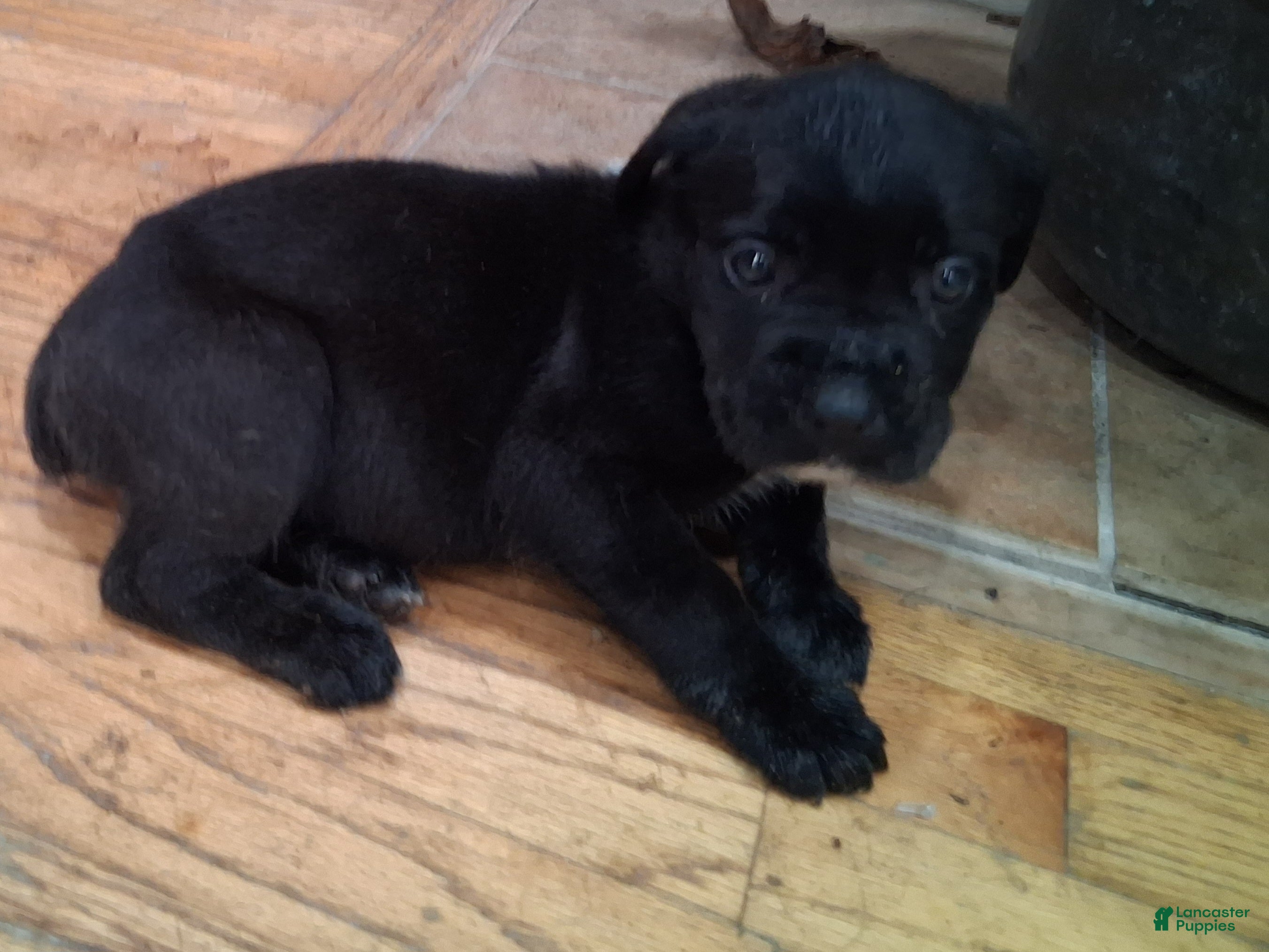 Cane Corso dogs Cane Corso Puppy 6 - Ad 35