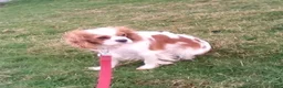 Cavapoo dogs for sale: Mickey - Ad 5
