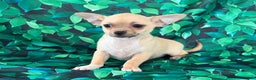 Chihuahua dogs for sale: Cody - Ad 3